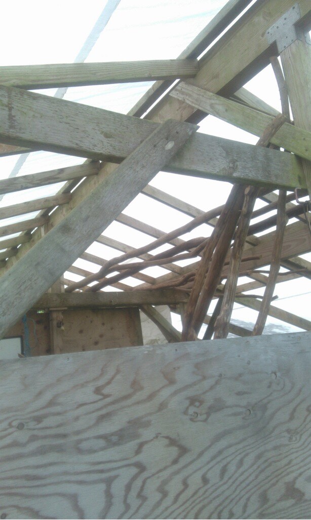 Close view of timbers drying in the barn and barn rafters.