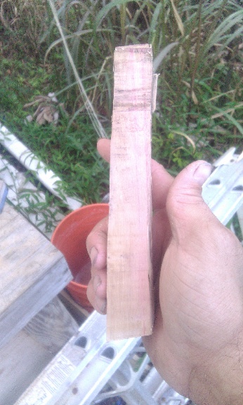 A rectangular piece of guava wood, held in a hand.